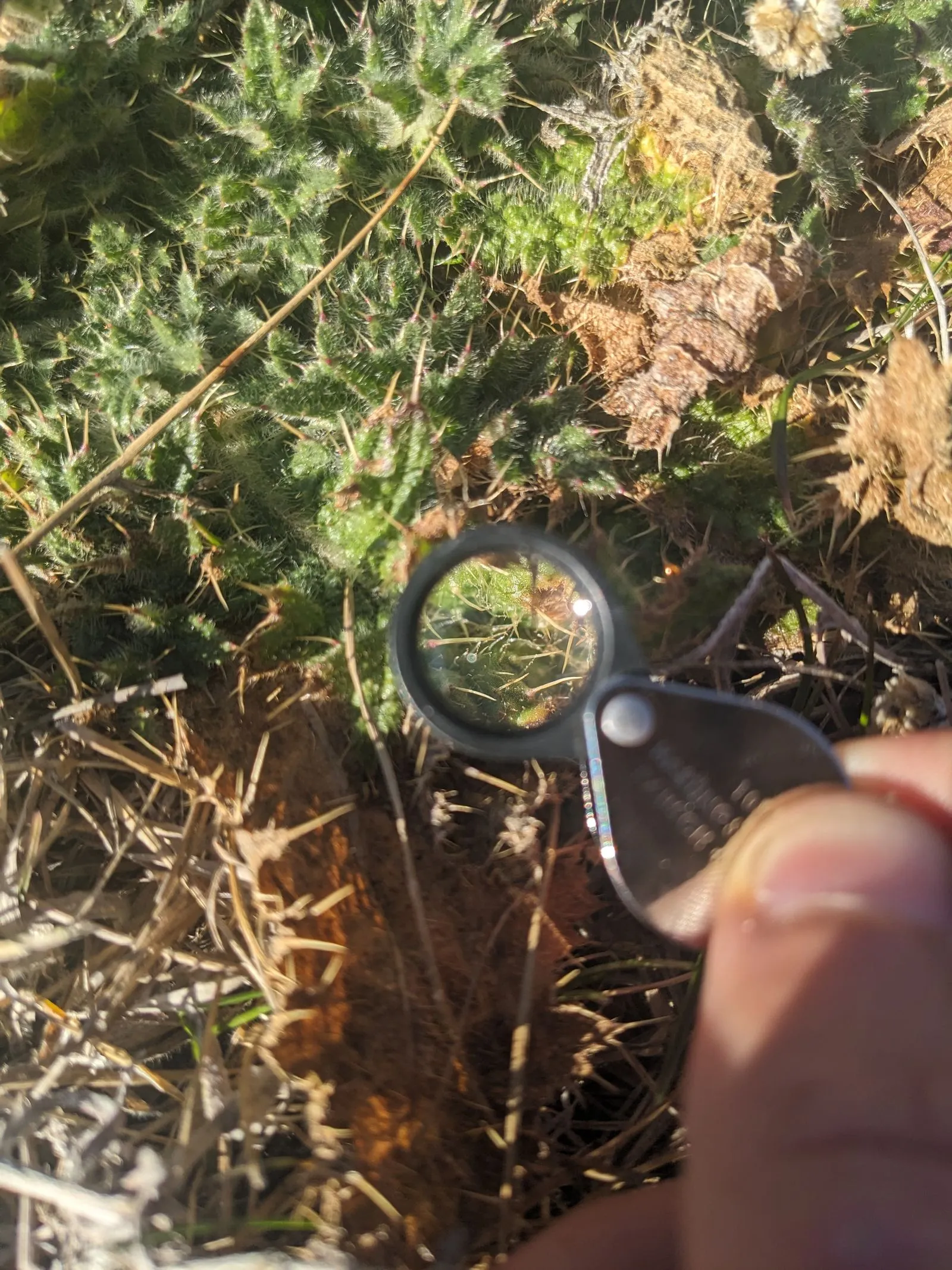 handlens magnifying a plant leaf