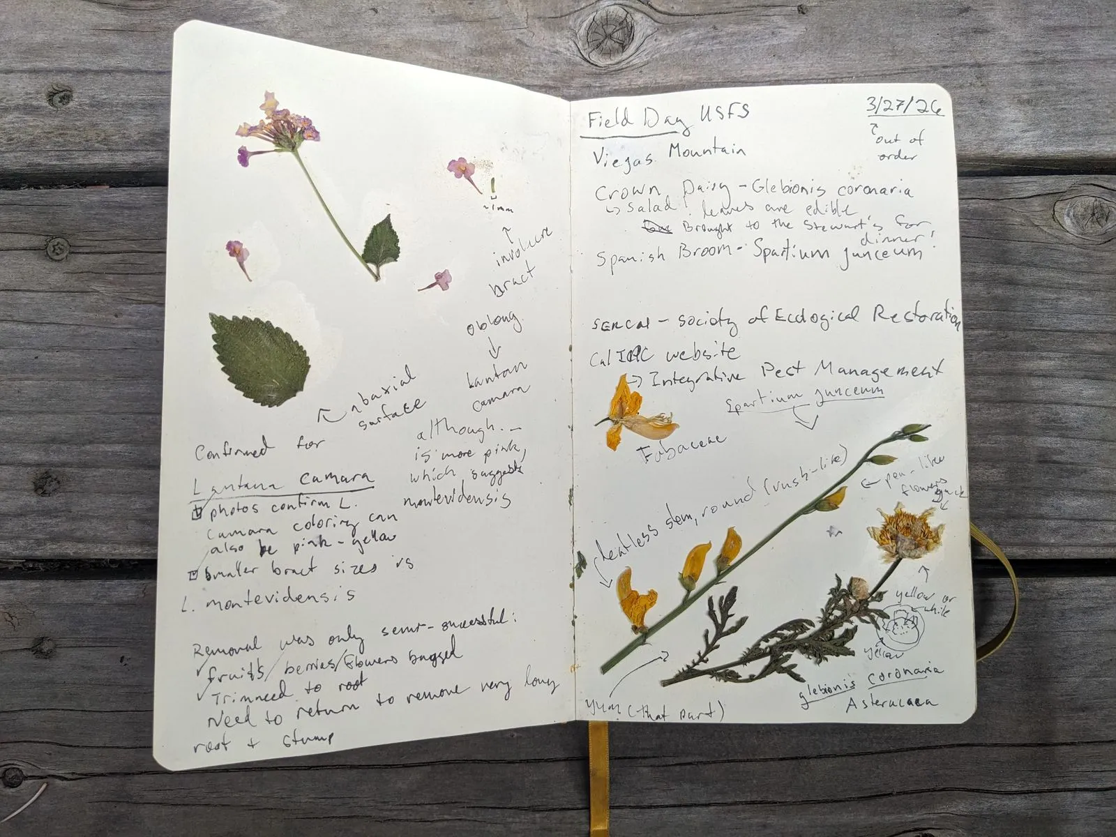 field notebook page that includes dried plants and plant id information